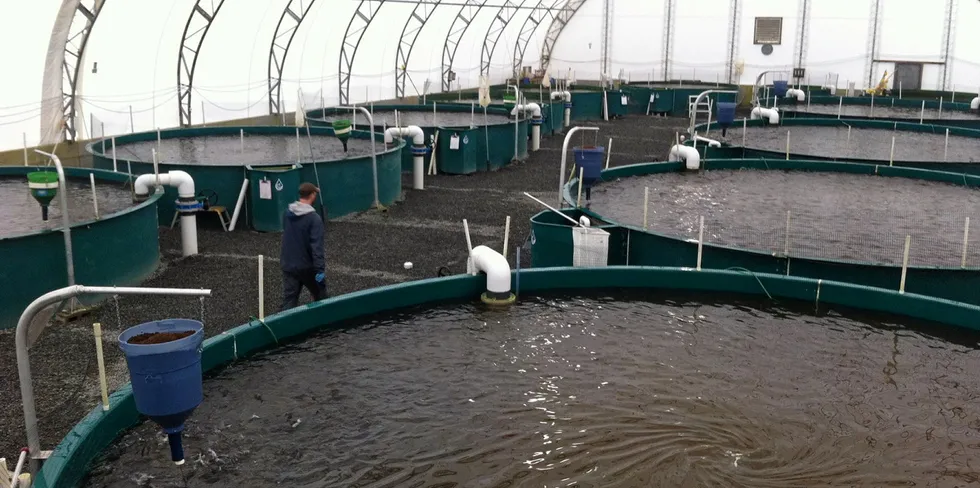 Earlier this year, Blue Star acquired la﻿nd-based steelhead producer Taste of BC Aquafarms. At the time, Blue Star CEO John Keeler said company plans to produce 21,000 metric tons of product by 2028.