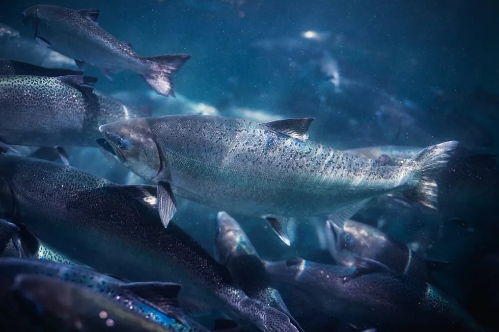 New Zealand King Salmon is currently experiencing higher than expected sea farm mortality, coupled with lower than expected growth rates.