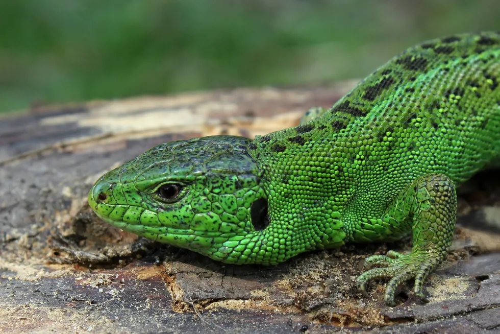 German developer VSB spent half a year collecting 2,000 sand lizards that it later rehomed under the conditions in its permit for a repowering project.