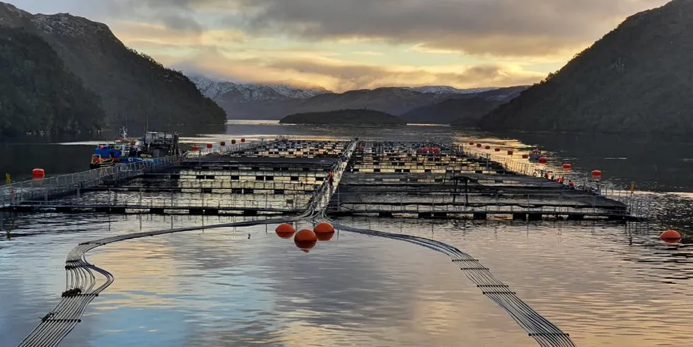 Nova Austral posted recent losses related to a smolt accident and an alleged sea lion break-in.