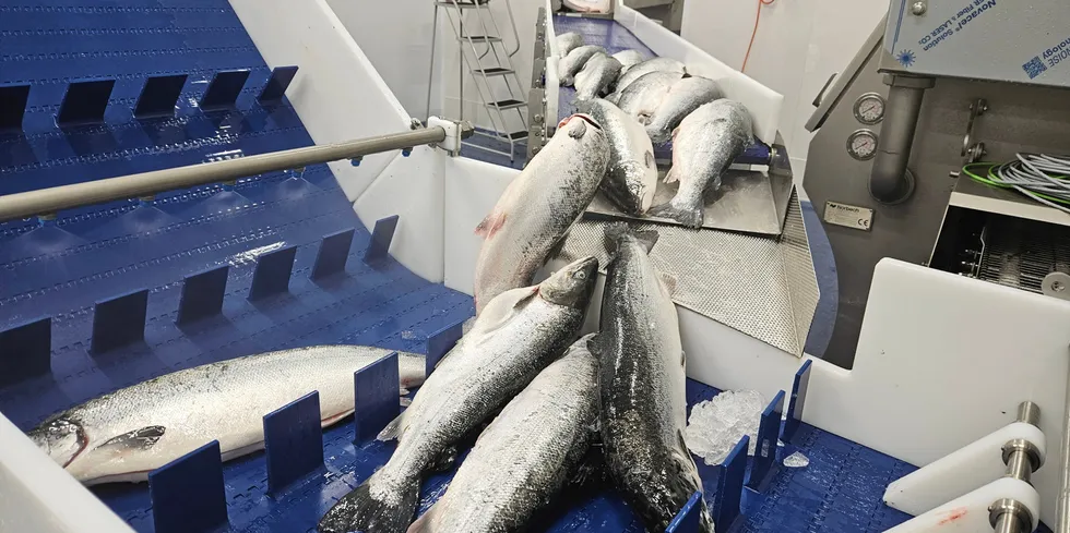 Norwegian salmon prices began to slide on Monday.