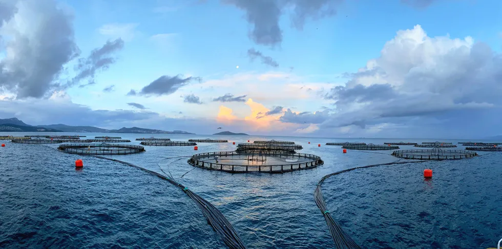 Umitron produces AI systems for large-scale fish and shrimp farms as well a platform that utilizes satellite remote sensing technology to acquire global high-resolution oceanographic data for aquaculture applications.
