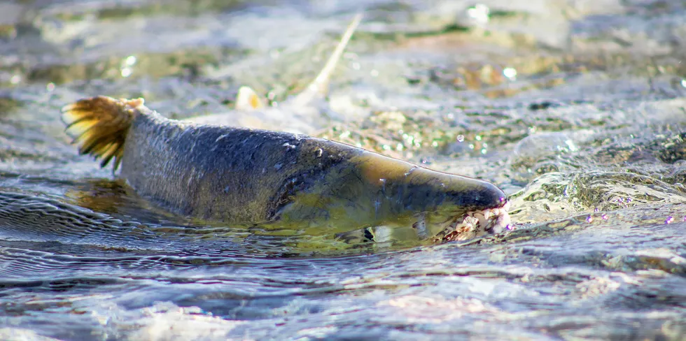 Wild salmon spawning.