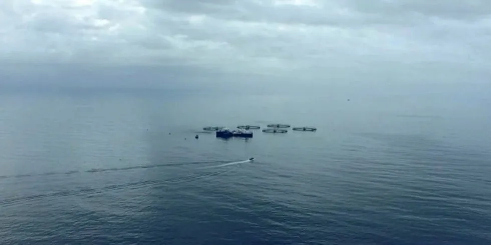 Huon investigations yield cause of offshore salmon escape incident