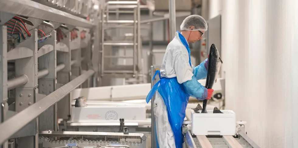 Farmed salmon prices are taking another tumble, but it's unclear by how much.