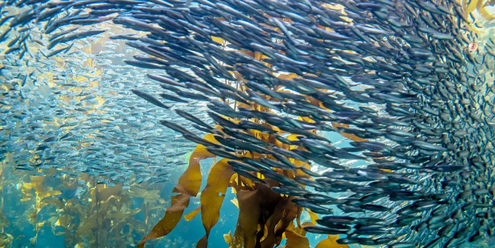 Much could depend on the location of anchovy in the second season in Peru's north central waters.