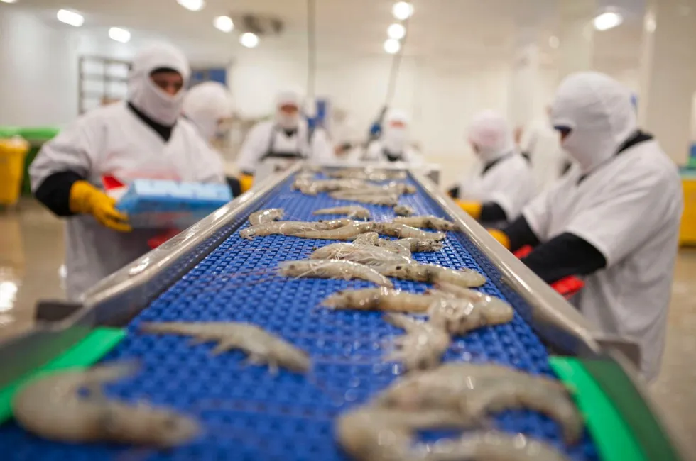 Less shrimp bound for overseas markets left Ecuadorian packing plants in September.