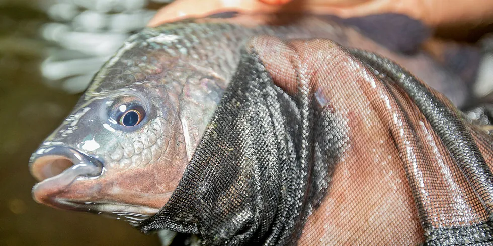 The deadline looms on whether or not the US will exempt tilapia from a major trade tariff.