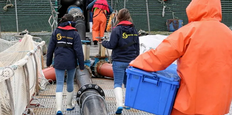 Another algal bloom has hit Chilean salmon farming sites.