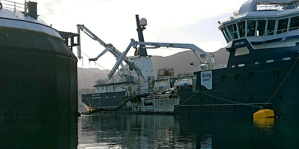 A wellboat picked up the fish before Easter.