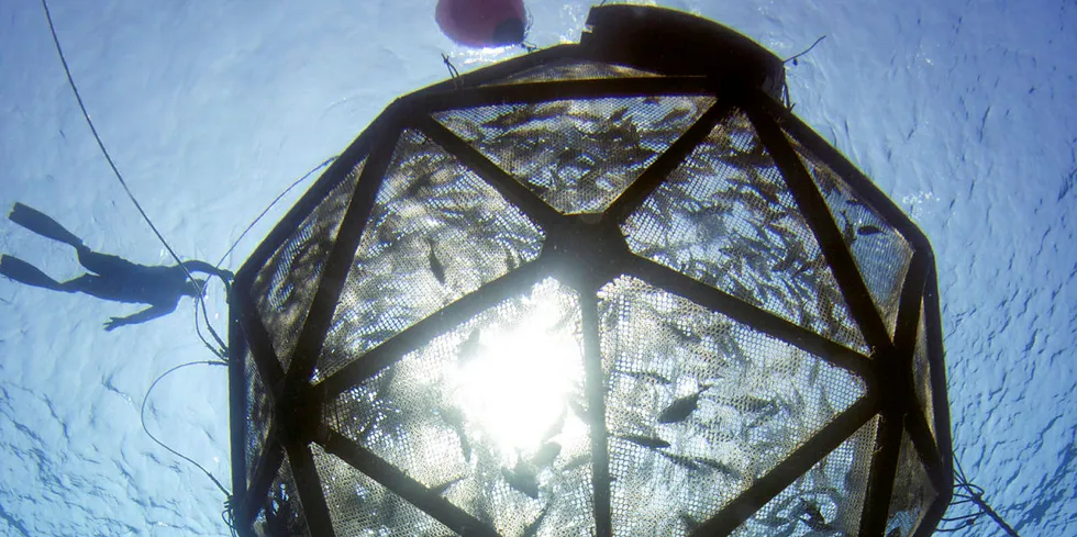Kampachi Farms operated its Velella Gamma project for almost a year, located 6 miles off the coast of Kona, Hawaii, in 2014. The Velella Epsilon, proposed for 40 miles offshore of Sarasota, Florida, would culture the same species, which is native to the Gulf of Mexico.