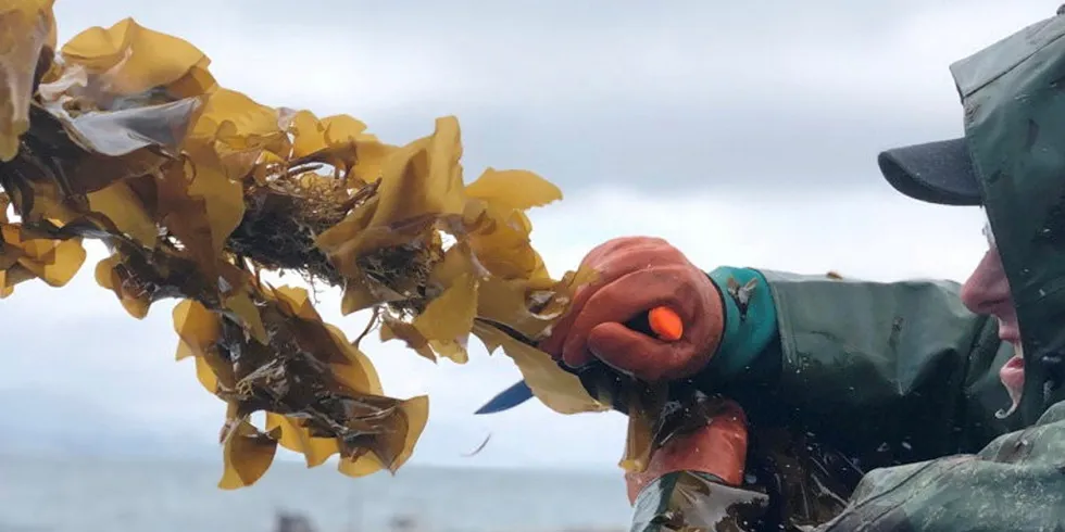 "Our partnership with shellfish farmers is a game-changer for the industry and for the fight against climate change," Carbon Kapture Co-founder Howard Gunstock said.