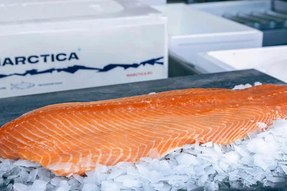 Inarctica, Russia’s largest farmed salmon producer, posted record-high revenue for 2024, despite a decrease in sales volumes.