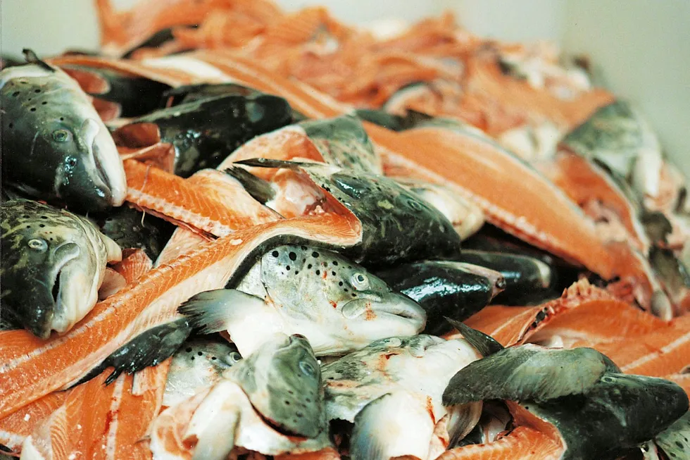 With seafood companies focusing on fillets and primary products, NORPEL is among the companies finding new revenue streams from byproducts.