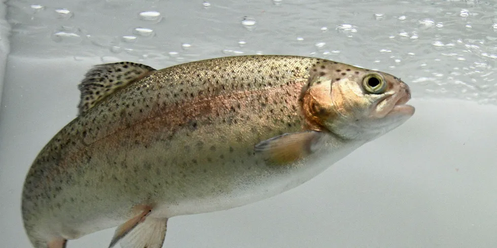 Where next for fish feed?