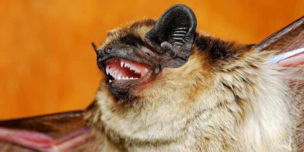 Daubenton's Bat, one of the species studied.