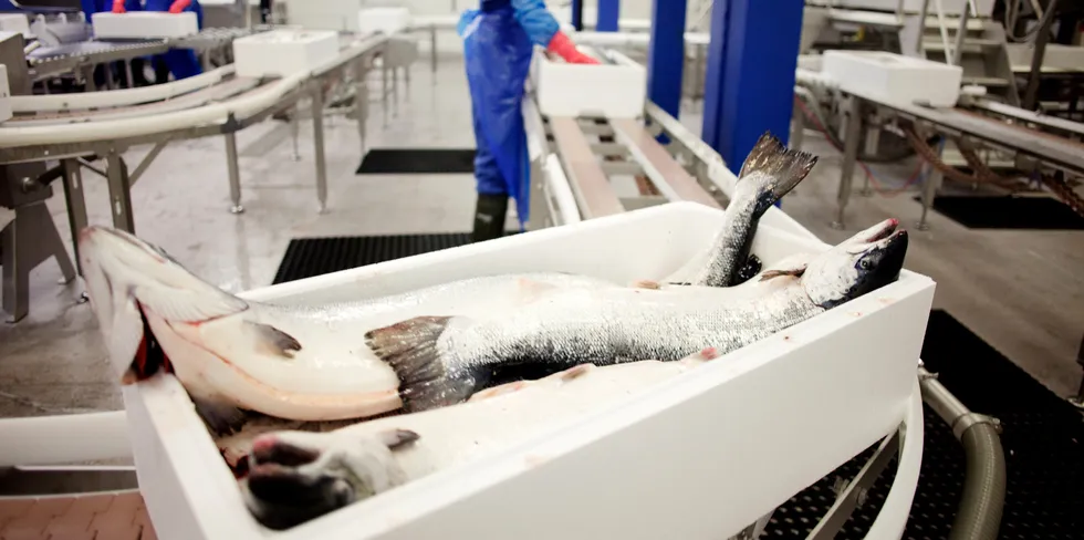 Lakseprisene nåde stiger og faller neste uke - alt avhengig av vektklasse og utgangspunkt