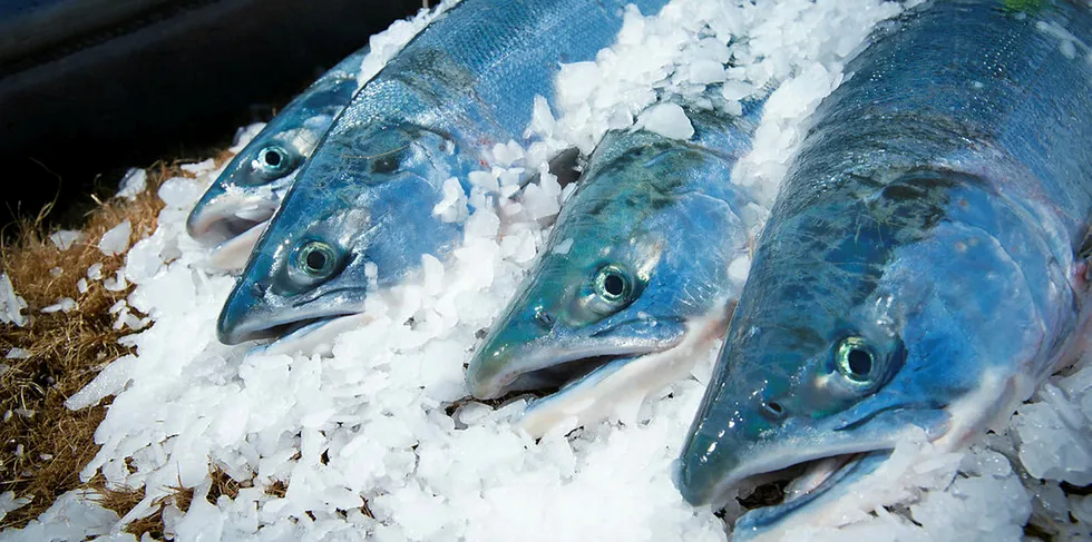 Alaska's Copper River salmon this year are being impacted by high glacial melt, according to area researchers.