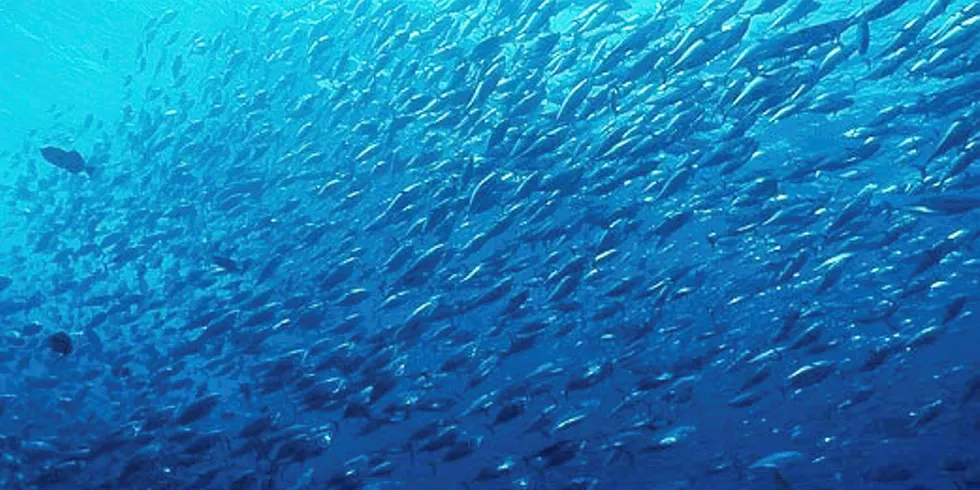 Skipjack tuna school at Roca Partida, Revilligigedos.