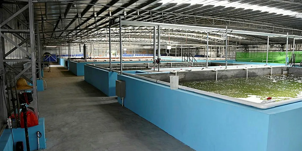 Company has been so short on funds that it has been unable to pay rent on three of Tri-way’s Aqua Farms -- those considered SIAF’s 'crown jewel'.