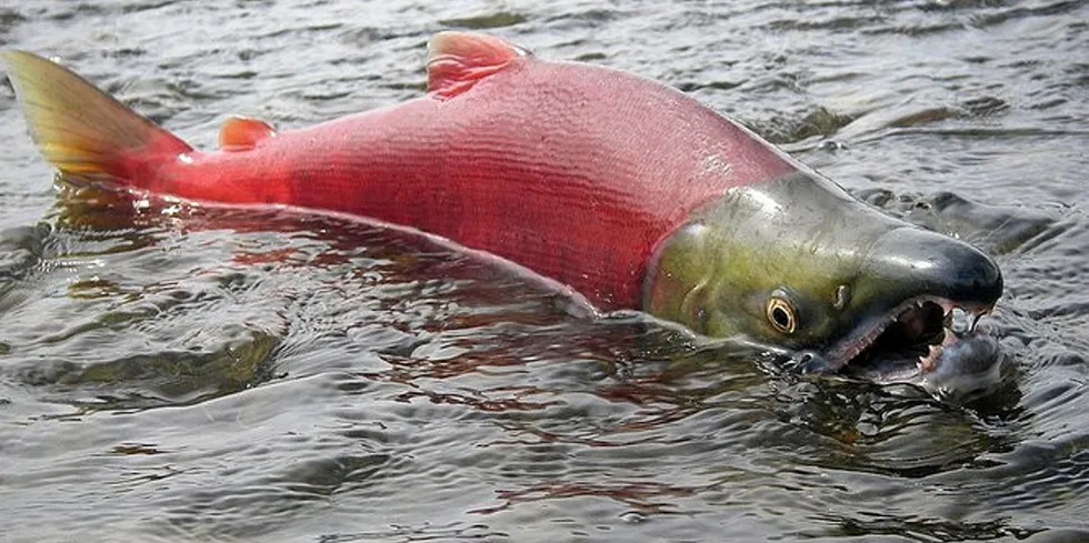 The size of Bristol Bay sockeye and other Pacific salmon is shrinking.