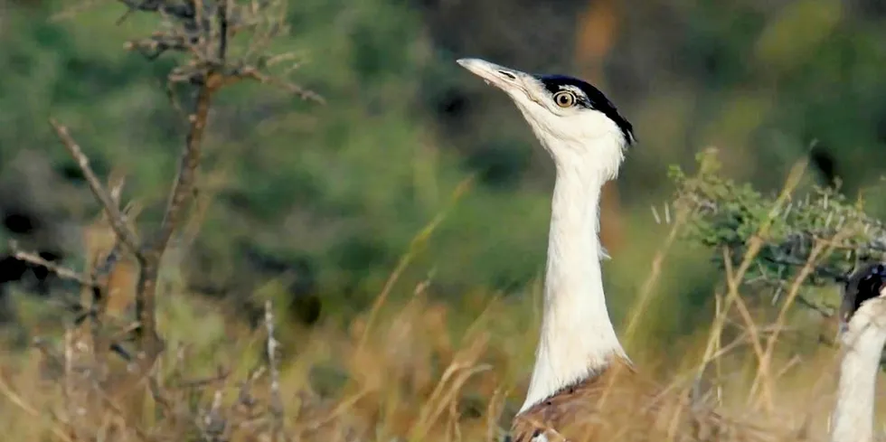 Great Indian Bustard.
