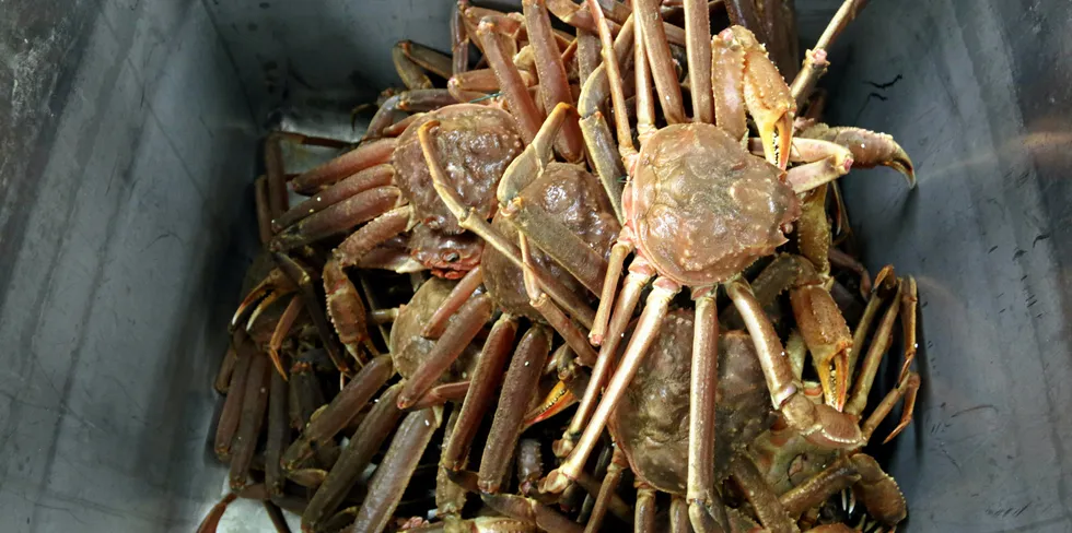 Canada snow crab is seeing a slump due to inflation, high inventory, those in the industry say.