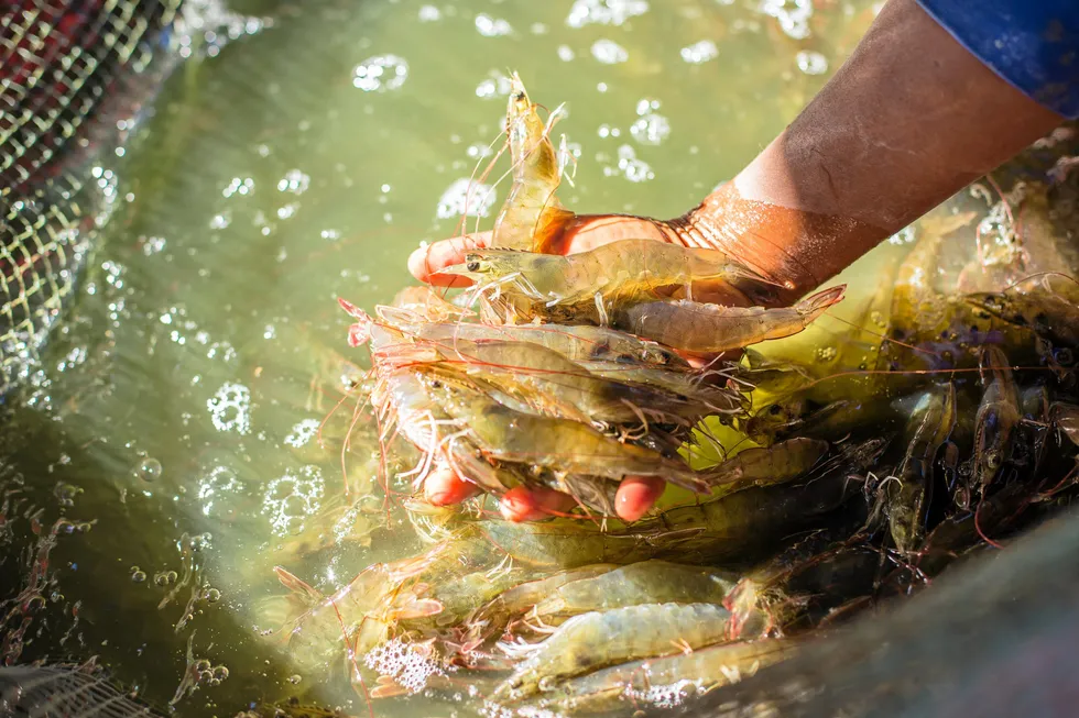 Mitsui and Co acquired a 20 percent stake in Ecuadorian shrimp producer Santa Priscila last year.
