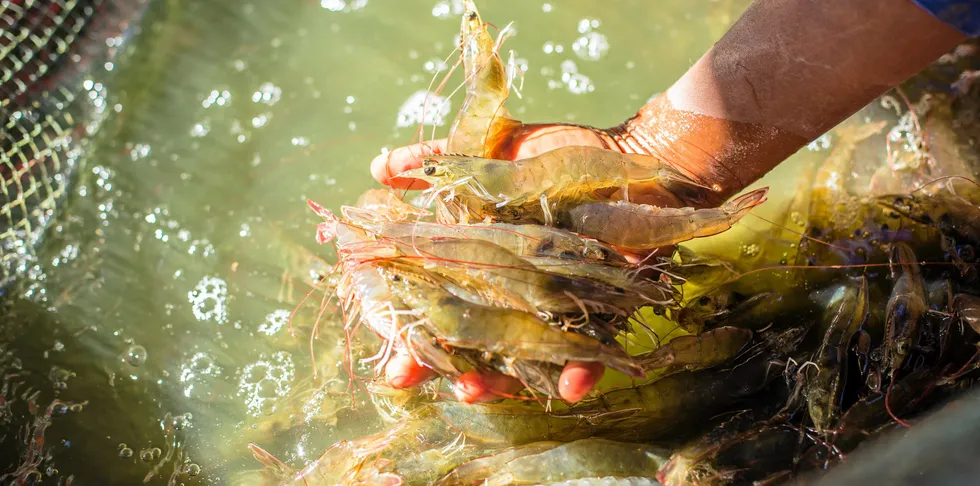 Consolidation has changed the landscape in China's aquaculture feed sector