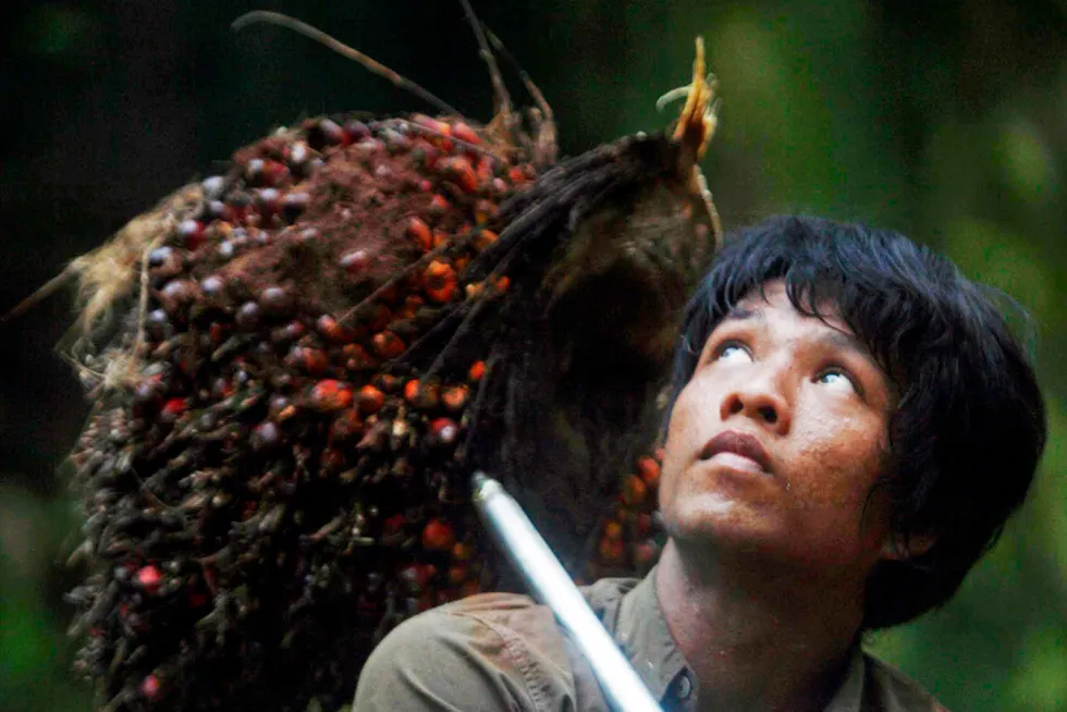 A man carries oil palm fruits in the Morowali district of Indonesia's central Sulawesi province.