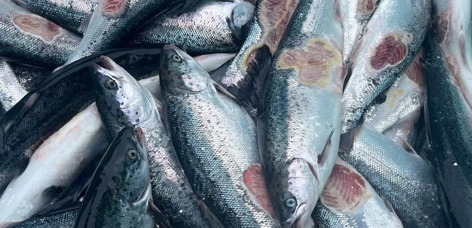 Fish with unusually large, open wounds are examples of production fish.