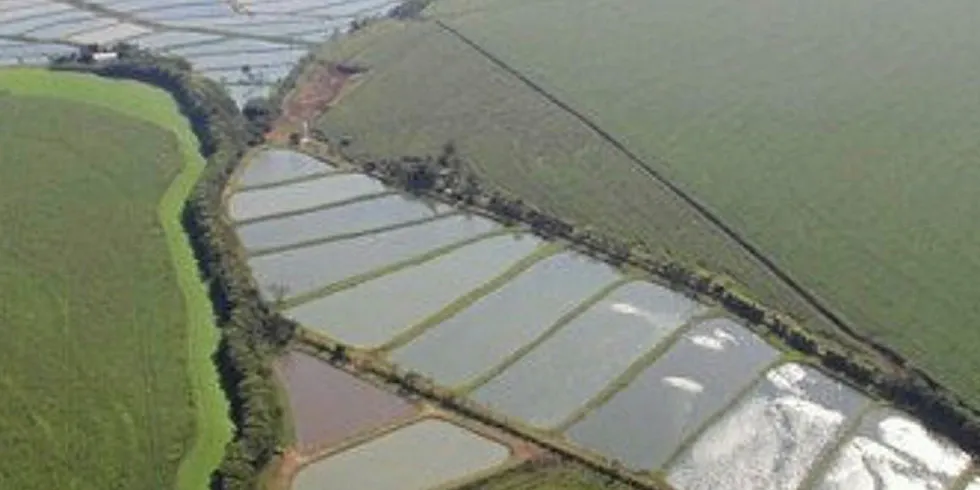 Brazilian tilapia producers saw strong export in 2019.