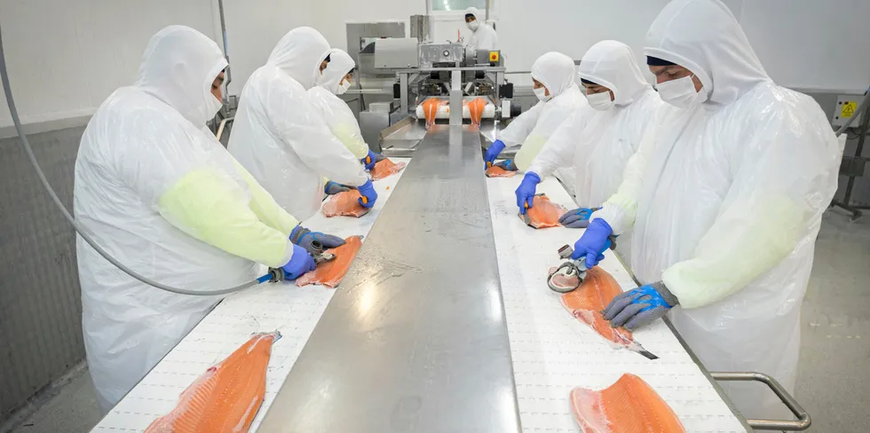While Norway struggles to sort out its tax issues, the Chilean salmon industry is holding back on striking contracts.