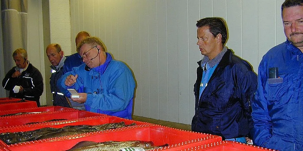 Torsk som selges på auksjon i Hanstholm, Danmarks største auksjon på torsk.