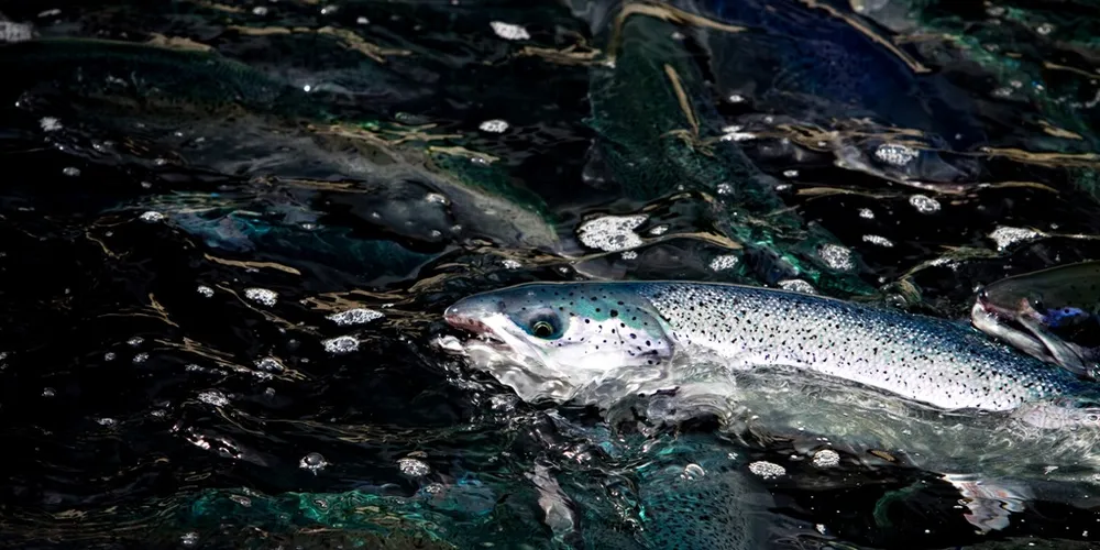 Salmon prices expected to remain stable next week