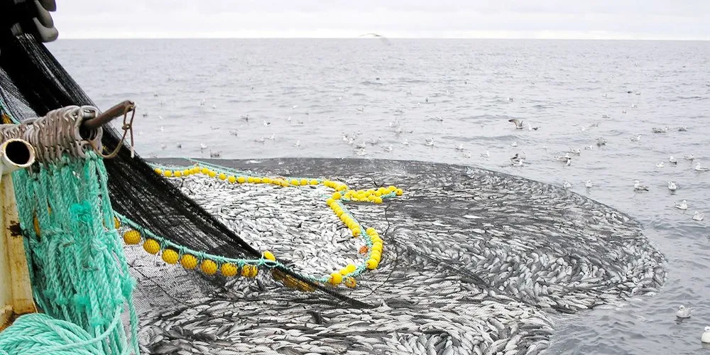Havforskernes observasjoner stemmer overens med seinotfiskernes meldinger fra feltet. Arkivfoto: Kai Malnes