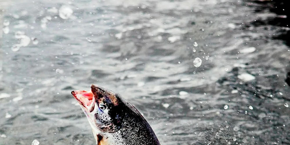 Trapananda salmon wins heart-healthy seal of approval