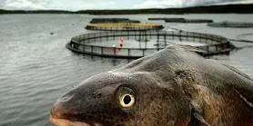 Analyst: Cod farming still has potential