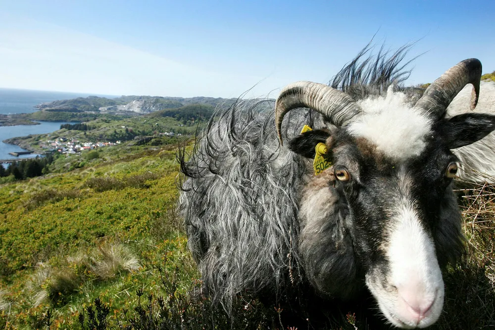 Ull fra villsau er lokal verdiskaping på gourmetnivå, skriver artikkelforfatterne. Foto: Petter Emil Wikøren/VG/NTB Scanpix