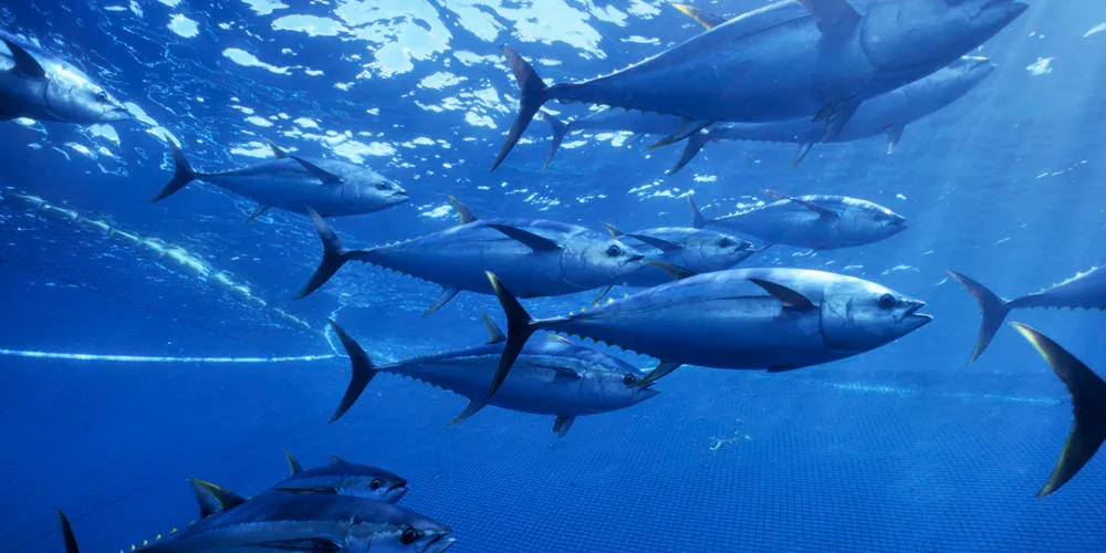 Yellowfin tuna Photo: WWF