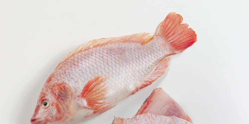 Sluggish sales force UK tilapia producer to close farm