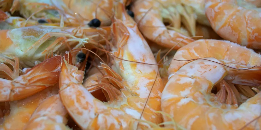 The levels of antibiotic resistant bacteria found in shrimp during CBC's investigation were well below those routinely found in other forms of protein.