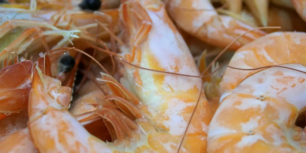 Farmed shrimp prices continue to be at historic lows, and there are no signs of this changing anytime soon.