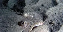 Halibut fishermen 'reeling' over stock assessment