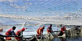 Chilean salmon firms amass losses