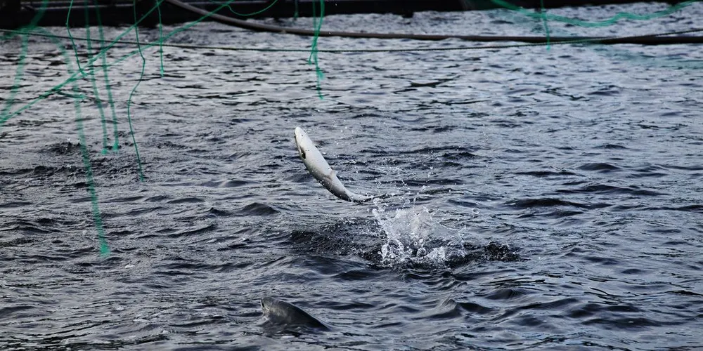 På tross av sterke innvendinger fra lokale fiskere har Bindalslaks fått tillatelse til å plassere et oppdrettsanlegg ved Varholmen nord for Brønnøysund. Illustrasjonsfoto: Thomas T. Kleiven