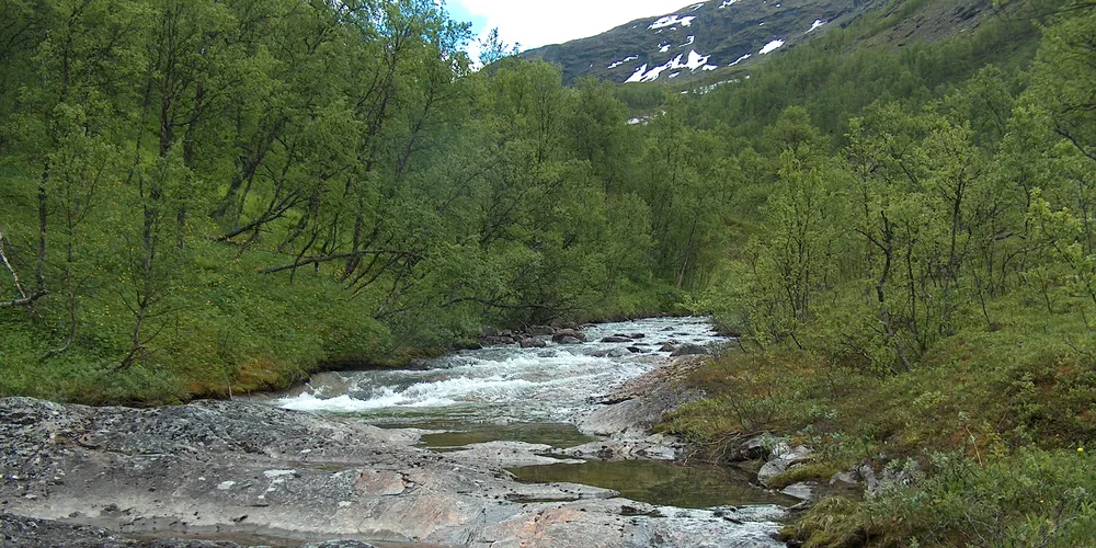 Kritisk lite vann i Stjørdalselva