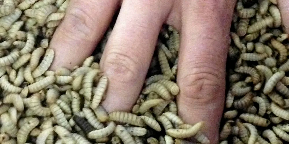 Forskere har tidligere funnet ut at insekter være bra som fôr til laks.