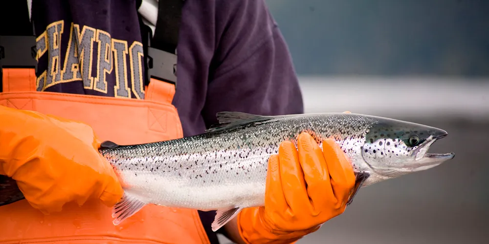 Photo: Marine Harvest Canada