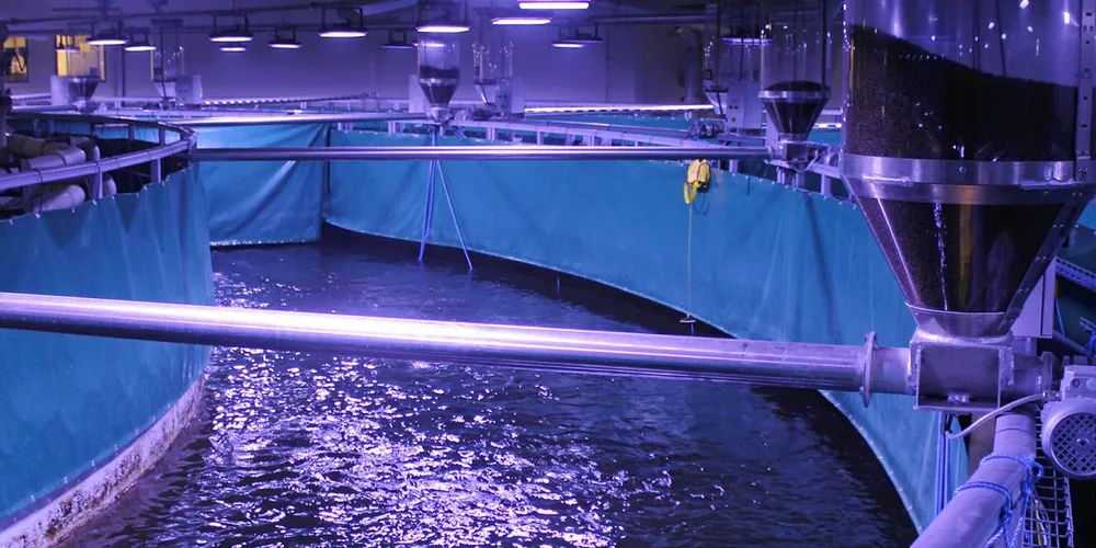 Fredrikstad Seafood produserer laks på land på et industriområde i Fredrikstad.